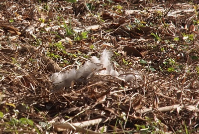 [This nest has a lot more larger feathers as well as several eggs in the build-up nest of pine straw and leaves.]